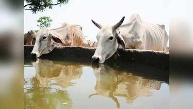 कृषिमंत्री ने की ई-पशुहाट पोर्टल की शुरुआत, ऑनलाइन मिलेंगे गाय-भैंस के भ्रूण