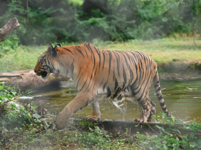 पुणेः चिड़ियाघर में एक शख्स बाघ के अहाते में कूदा, बाल-बाल बचा