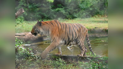 पुणेः चिड़ियाघर में एक शख्स बाघ के अहाते में कूदा, बाल-बाल बचा