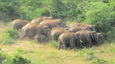 ஓசூர் வனப்பகுதியில் நுழைந்த 50க்கும் அதிகமான யானைகளால் பரபரப்பு