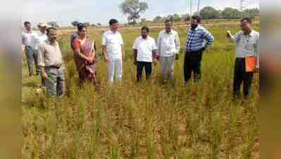 ಐದು ಸಾವಿರ ಎಕರೆ ಭತ್ತದ ಬೆಳೆಗೆ ಹಾನಿ