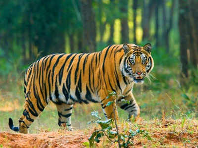इंदौर में बाघिन कैद, भोपाल में फिर बाघ ने दी दस्तक
