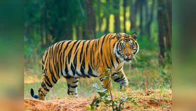 इंदौर में बाघिन कैद, भोपाल में फिर बाघ ने दी दस्तक