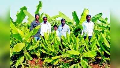 ಬಾಳೆ ನಡುವೆ ಅರಿಷಿಣದ ಘಮ