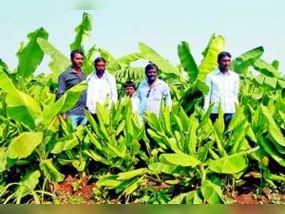 ಬಾಳೆ ನಡುವೆ ಅರಿಷಿಣದ ಘಮ