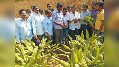 ಇಂಜಿನಿಯರ್‌ ಅಂಗಳದಲ್ಲಿ ಅರಿಶಿಣ ಕೃಷಿ