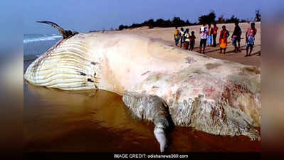 পুরীর বিচে ভেসে এল দৈত্যাকার সাদা তিমির দেহ