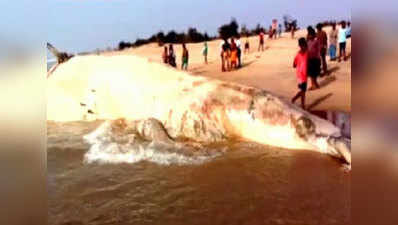 Watch: 42-foot-long whale found dead at Odisha beach 