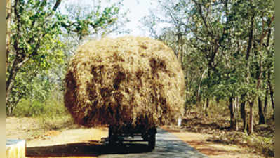 ಮುಂಡಗೋಡದಲ್ಲಿ ಒಣಮೇವಿನ ಕೊರತೆ