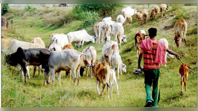 গোরুর চোরাকারবারে রং বদলাচ্ছে টাকা