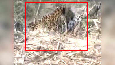 Forest officials rescue leopard in UP 