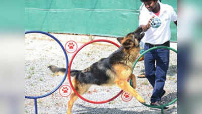 बेंगलुरु में कुत्तों को मिल रही है 5 स्टार फसिलटी