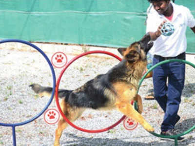 बेंगलुरु में कुत्तों को मिल रही है 5 स्टार फसिलटी
