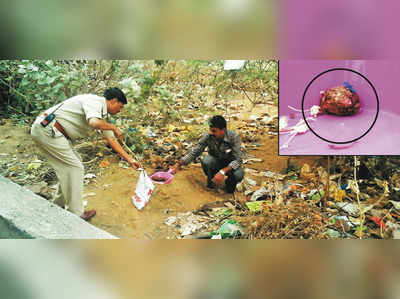 ಮಾಂಸ ಮಿಶ್ರಿತ ಮದ್ದು ಸ್ಪೋಟ: ಹಂದಿಗಳು ಛಿದ್ರ