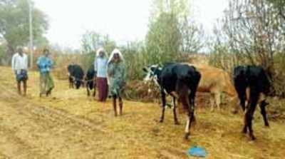 ಗೋಶಾಲೆಯಲ್ಲಿ ಮೇವು ಪೂರೈಕೆ ಸ್ಥಗಿತ