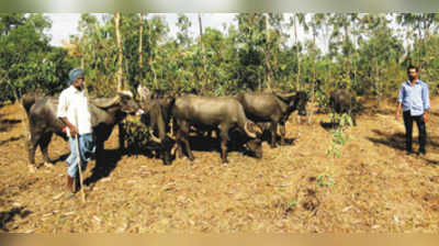 ಮೇವಿನ ಸಮಸ್ಯೆ: ಗವಳಿಗರ ಆತಂಕ