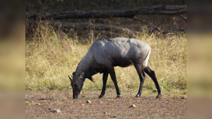 Watch: Nilgai spotted in Delhis Malviya Nagar 