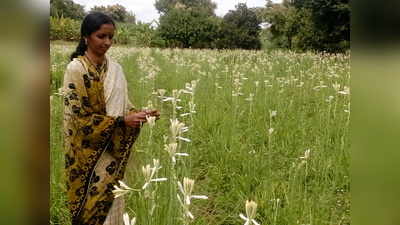 ಗದ್ದೆಯಲ್ಲಿ ಸುವಾಸಿತ ಸುಗಂಧರಾಜ