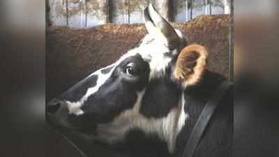 गाय को पीटने के विरोध पर मारपीट, 2 घायल