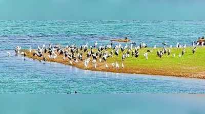 ಹೊಸ ವರ್ಷ ಆರಂಭದಲ್ಲಿ ರಾಜ್ಯ ಮಟ್ಟದ ಪಕ್ಷಿ ಉತ್ಸವ