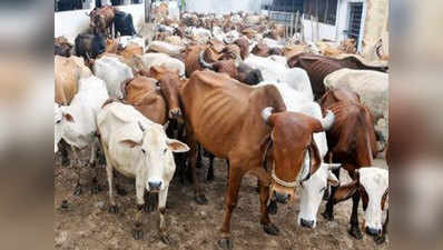 गुजरात के गोरक्षकों के लिए कामधेनु है गाय