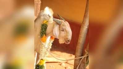 மெர்லின் திரைப்பட விழாவில் கலந்து கொண்ட ‘ஒரு கிடாயின் கருணை மனு’!