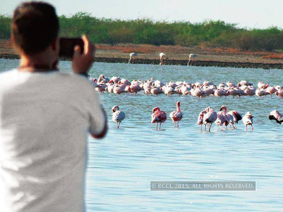 उदयपुर में शुरू हुआ तीन दिवसीय बर्ड फेस्टिवल