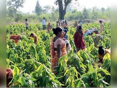 মন্ত্রী বদলে বন্ধ জৈবপ্রযুক্তি প্রশিক্ষণ