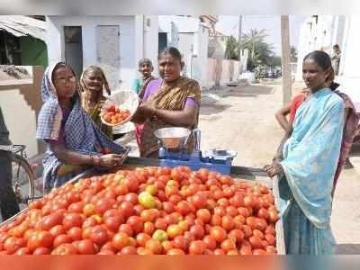 வீடு வீடாகச் சென்று
தக்காளி பரிசளிக்கும் மோடி ரசிகை