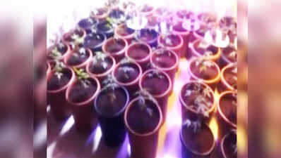 Hyderabad: Man held for cultivating cannabis in his flat 