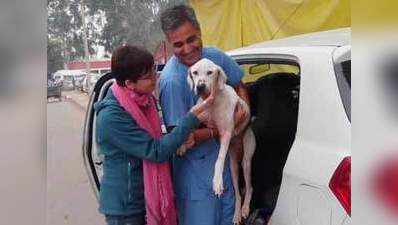 Chandigarh: Animal lovers help find homes for stray dogs 