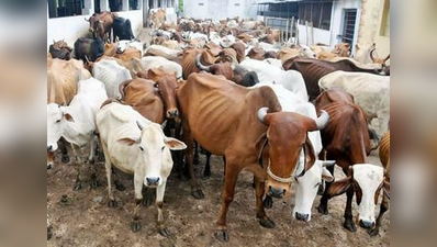 ಜಾನುವಾರುಗಳಿಗೆ ಆಧಾರ್‌ ಮಾದರಿಯ ಚಿಪ್‌!