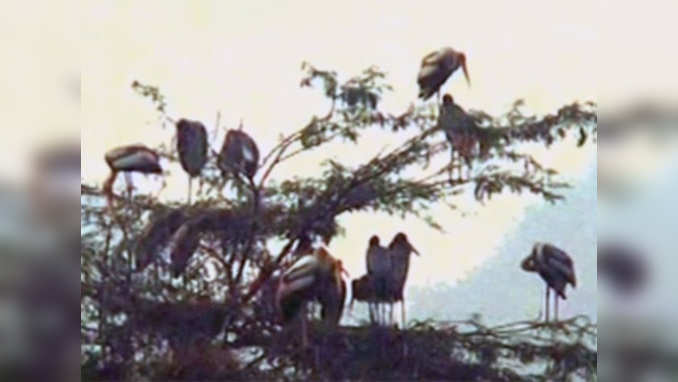 Watch: Migratory birds flock to Kanpur 