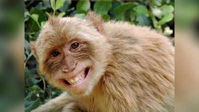 लेबर रूम में बंदरों का आतंक, नवजात को खतरा