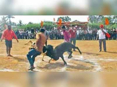 ರಾಜಾ ಹುಲಿ ನೋಡೋ ಪೊಗರದಸ್ತಾಗೈತಿ...!