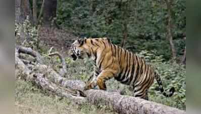 কেন বন্ধ হবে না, নোটিস সুন্দরবনের সব হোটেলকে