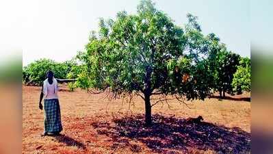 ನಷ್ಟ ತಗ್ಗಿಸಿದ ಮಾವಿನ ಫಲ