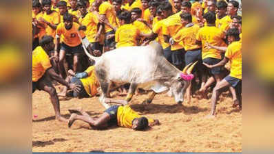 Protest for Jallikattu intensifies as Pongal festival begins in Tamil Nadu 