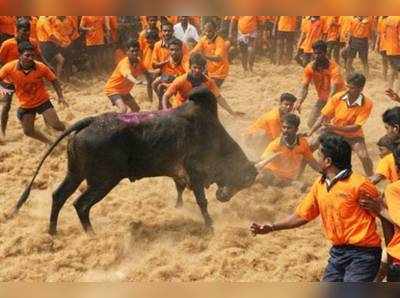 ജെല്ലിക്കെട്ടിന്‍റെ പേരിലുള്ള കൊമ്പുകോര്‍ക്കല്‍ എന്തിന്?