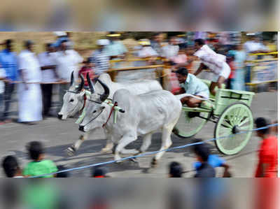 கோவையில் தடையை மீறி நடத்தப்பட்ட ரேக்ளா ரேஸ்..!