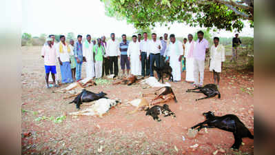 ಜಾಲಿ ಕಾಯಿ ತಿಂದು 12 ಮೇಕೆಗಳ ಸಾವು