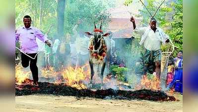 ಜಾನಪದ ಲೋಕದಲ್ಲಿ ಕಿಚ್ಚು ಹಾಯಿಸುವ ಸಂಭ್ರಮ