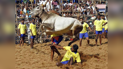 ಜಲ್ಲಿಕಟ್ಟು ನಿಷೇಧ:ಕಾನೂನುಭಂಗಕ್ಕೆ ತಮಿಳರ ಯತ್ನ