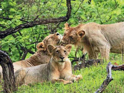 मध्य प्रदेश का कुनो एशियाई शेरों का नया घर बनने को तैयार