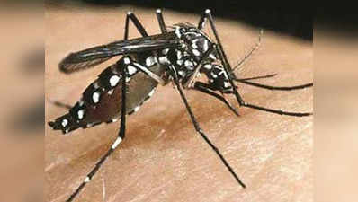 मच्छर में आनुवांशिक बदलाव से थमेगा डेंगू का कहर!