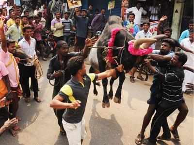 తమిళనాడు: వ్యక్తిని తొక్కేసిన ఎద్దులు