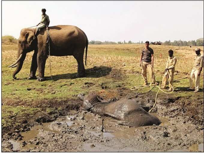 ಕೆಸರಲ್ಲಿ ಆನೆ