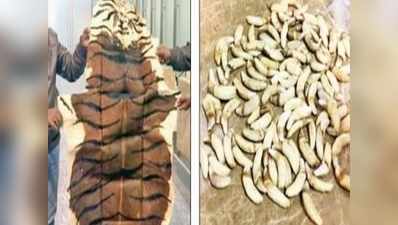 பெங்களூரு விமான நிலையத்தில் 4,000 ஒட்டக பல், 130 பசுத்தோல் பறிமுதல்