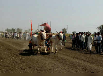 -ಬಂಗಾರ ಗೆದ್ದ ಕುಡಚಿ, ಬೈಲಹೊಂಗಲ ಎತ್ತು