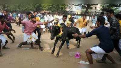 ജെല്ലിക്കെട്ട് വിഷയത്തിൽ ഇടപെടുന്നത് കോടതിയലക്ഷ്യം: മോദി